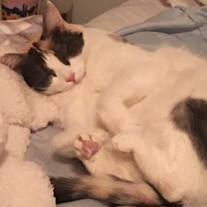 Meet your Posher, Sam